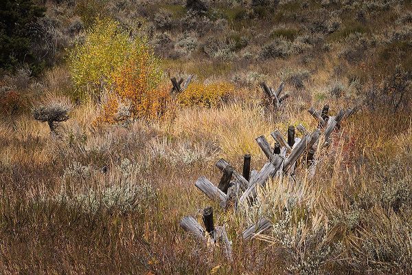 Jones, Adam 아티스트의 Rail fence in autumn-Grand Teton National Park-Wyoming작품입니다.